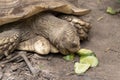 Closeup African spurred tortoise eating cucumbers